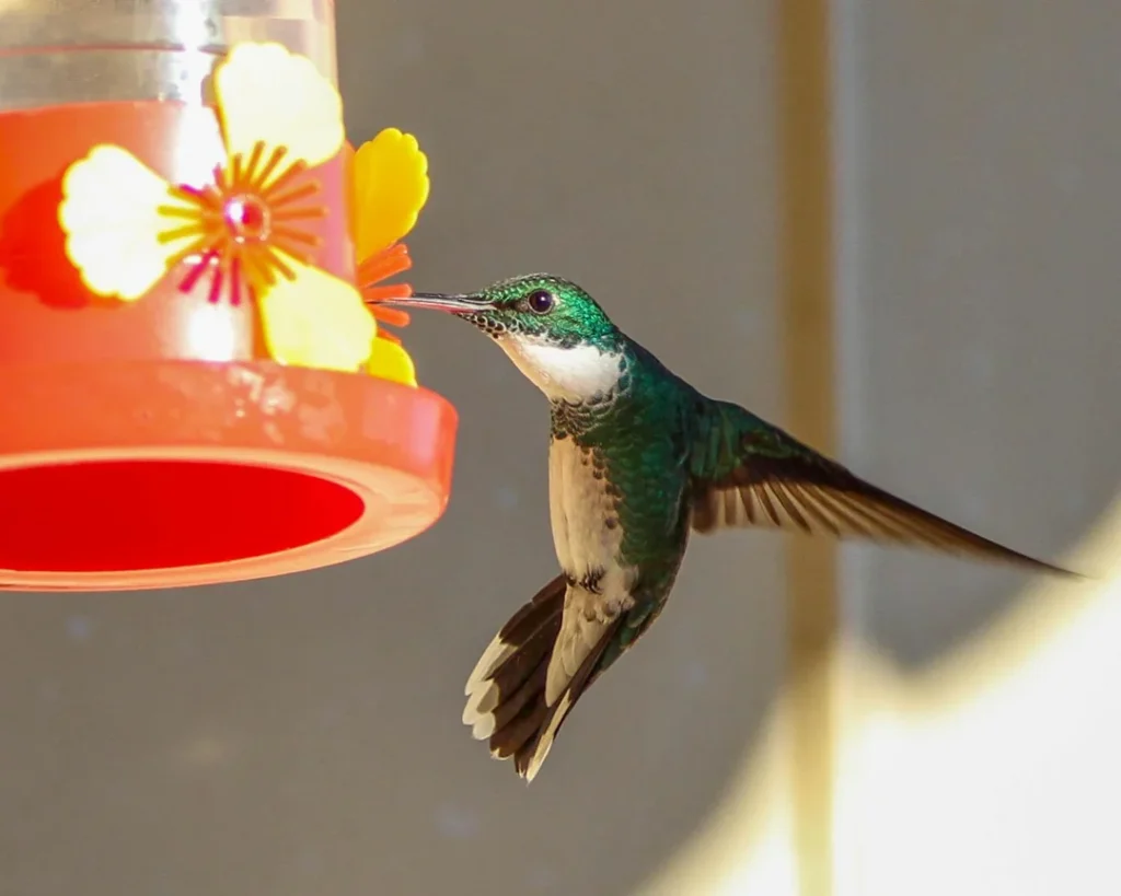 A Quick Visit to the Feeder