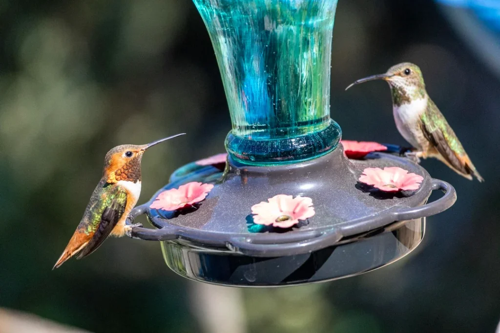 Anyone good at telling hummingbirds apart