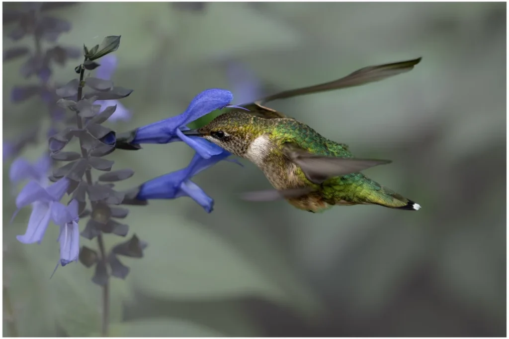 Archilochus Colubris