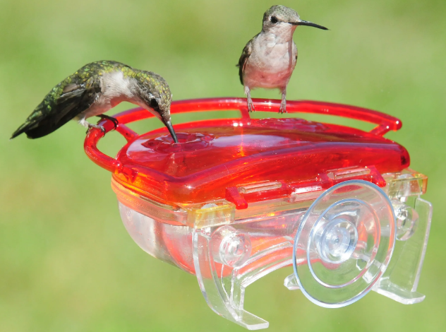 Best Food for Hummingbird Feeder