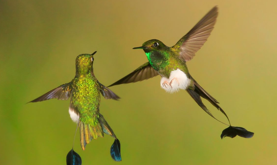 Do Hummingbirds Know People