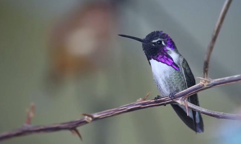 Do Hummingbirds Remember You