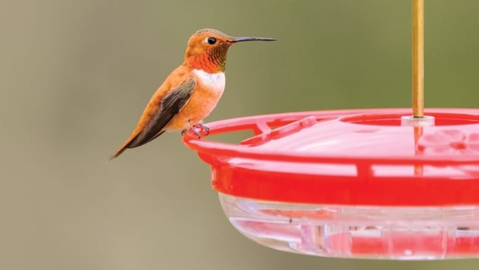Hummingbird Feeder