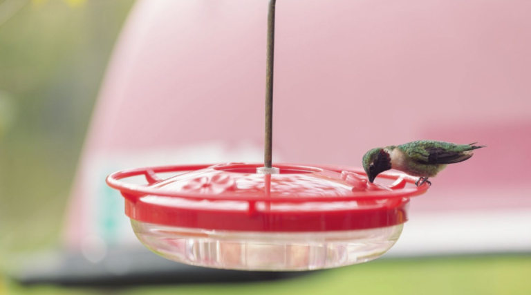 Hummingbird Food Mixture Water Sugar