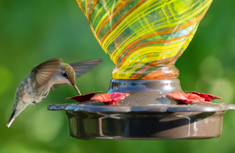 Hummingbirds Remember Feeding Spots