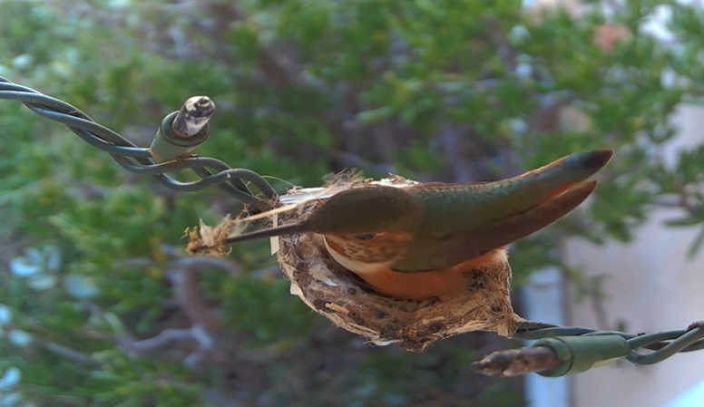 Hummingbird Nest Guide