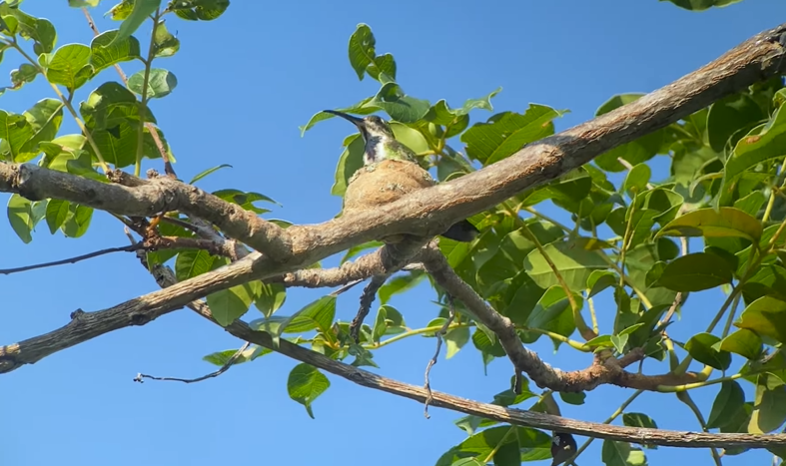 Hummingbird Nest 