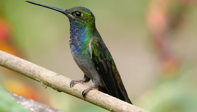 Hummingbirds Eat Small Insects