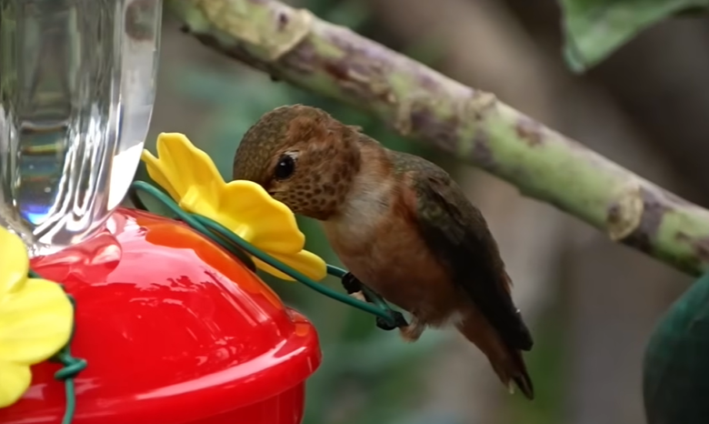 Hummingbirds Follow Daily Feeding Routes