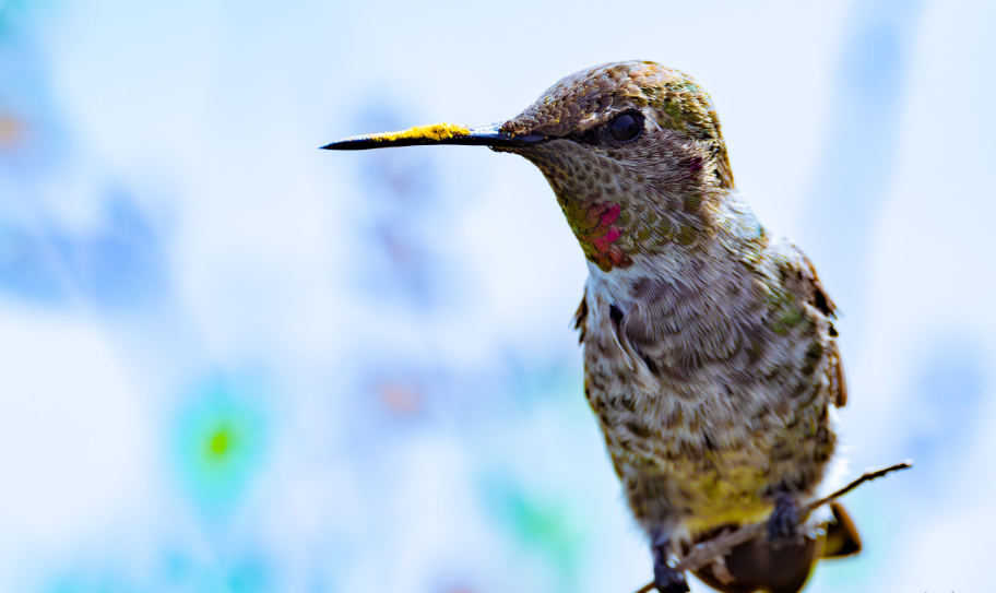 Hummingbirds Learn Daily Routines