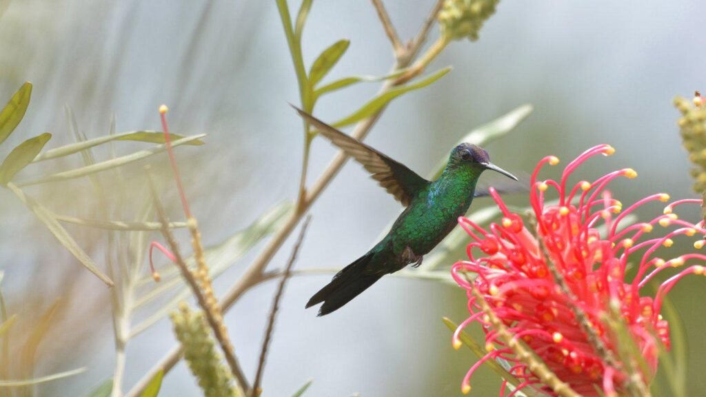Plant Flowers That Produce Nectar