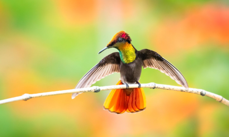 Rarest Hummingbird in the World