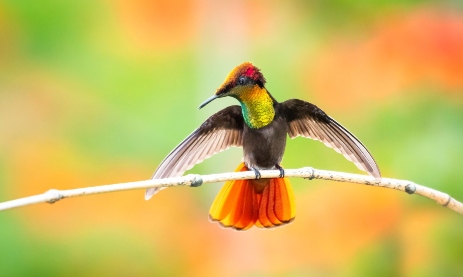 Rarest Hummingbird in the World