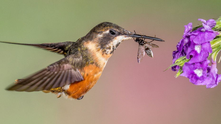 Hummingbirds Eating