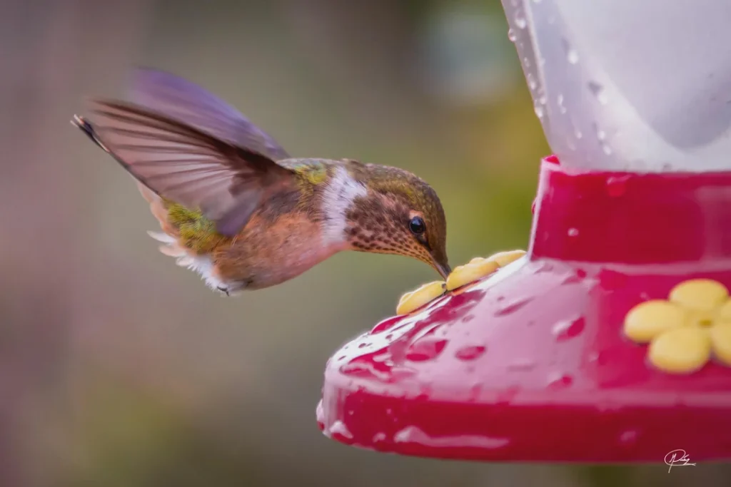 The scintillant hummingbird, Costa rica