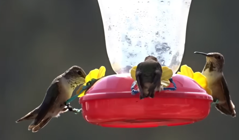 What Do I Put in My Hummingbird Feeder