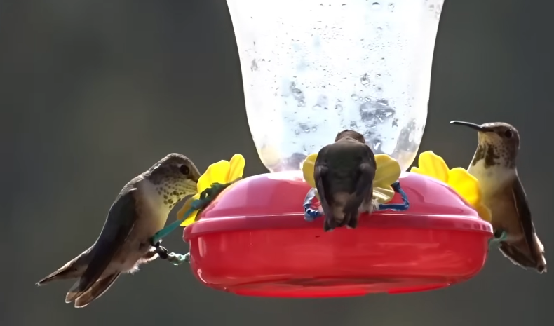 What Do I Put in My Hummingbird Feeder