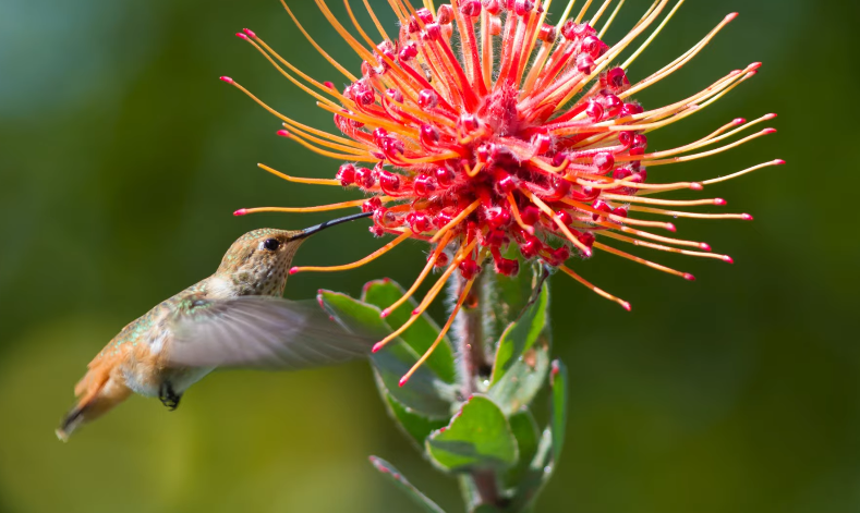 What Hummingbirds Eat