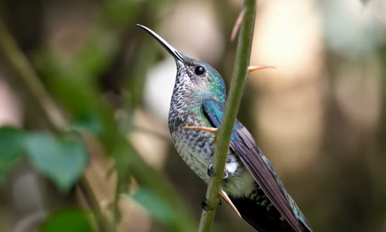 What You Should Never Put Into a Hummingbird Feeder