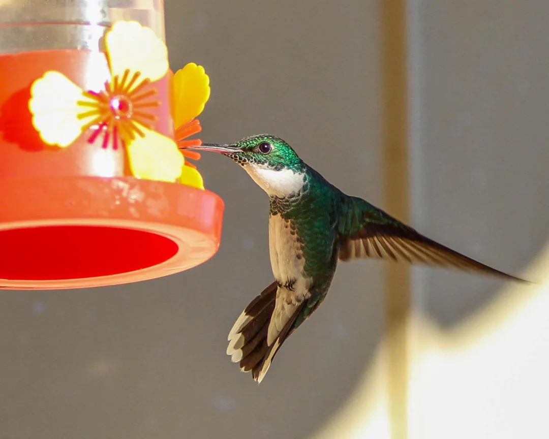 a-quick-visit-to-the-feeder-v0-7xeadilrmiog1