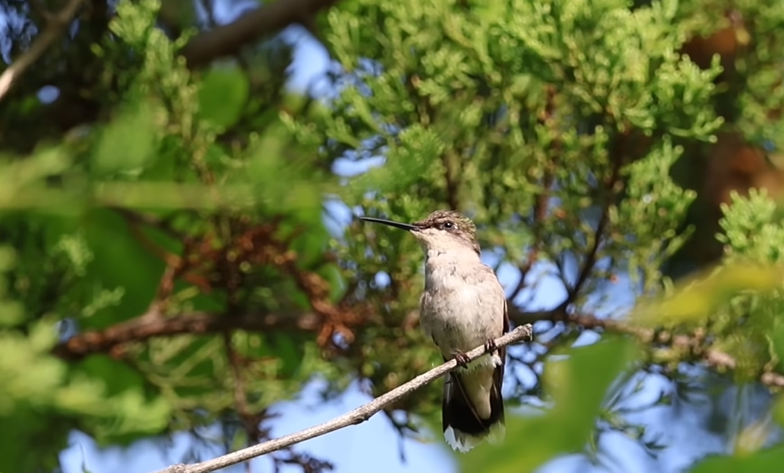 hummingbird migration guide