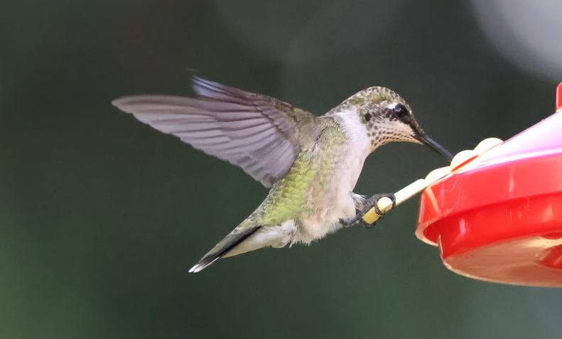 hummingbird migration 
