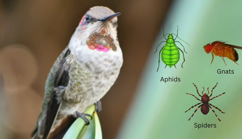 what to feed hummingbirds