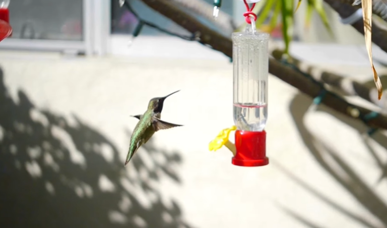 what to put into a hummingbird feeder