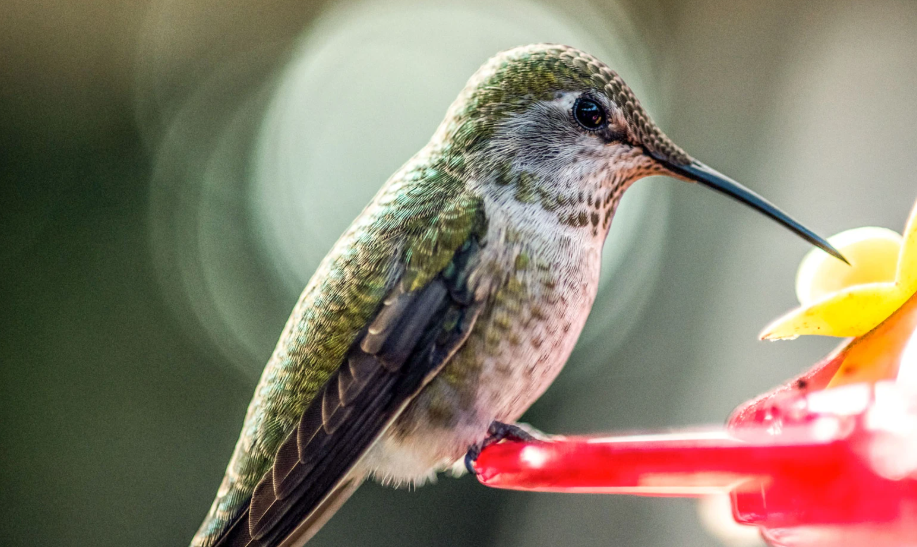 Can You Make Hummingbird Food |