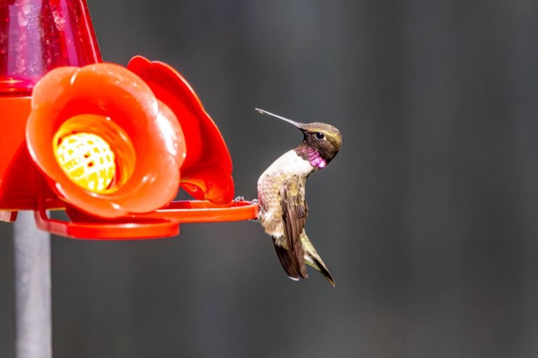 Does Sugar Water for Hummingbirds Go Bad