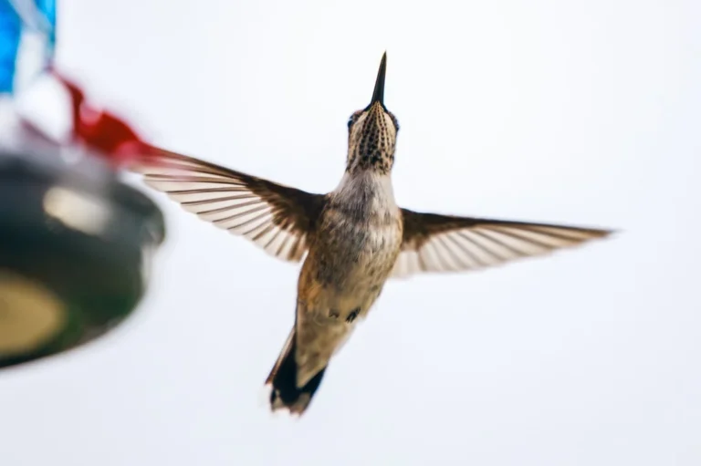 How To Make Hummingbird Feeder Sugar Water