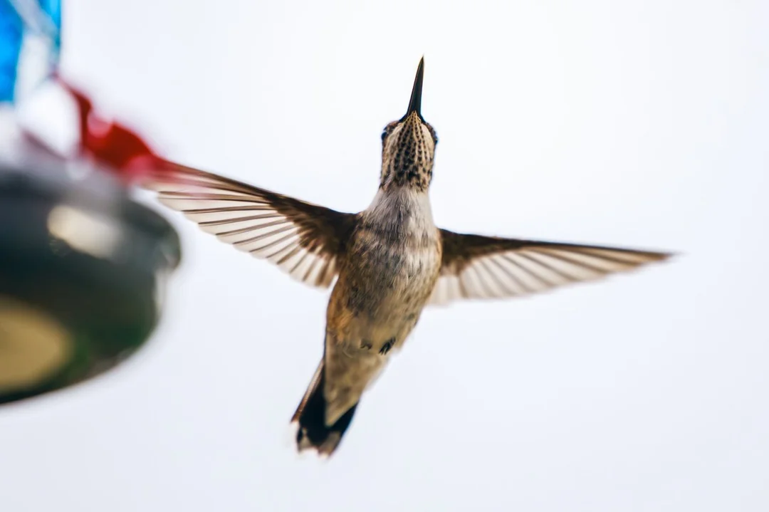 How To Make Hummingbird Feeder Sugar Water