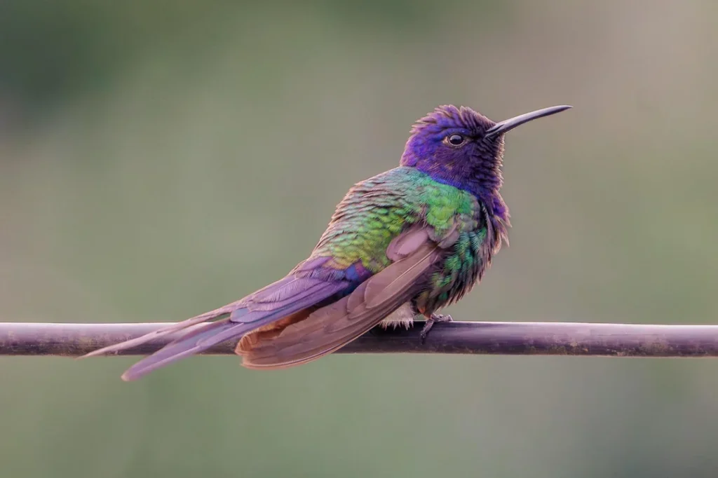 Hummingbird Facts 
