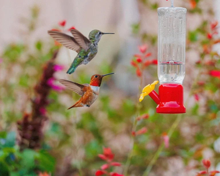Hummingbird Feeder Mix Sugar
