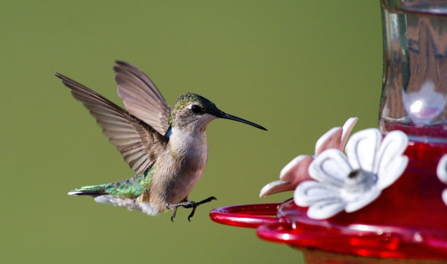 Hummingbird Sugar and Water Recipe