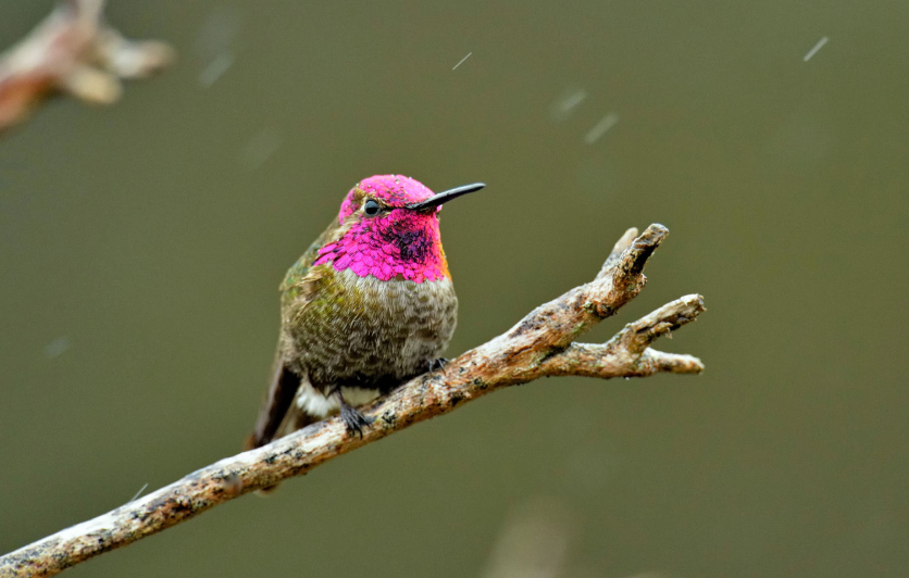 Helpful Tips from a Hummingbird Watcher