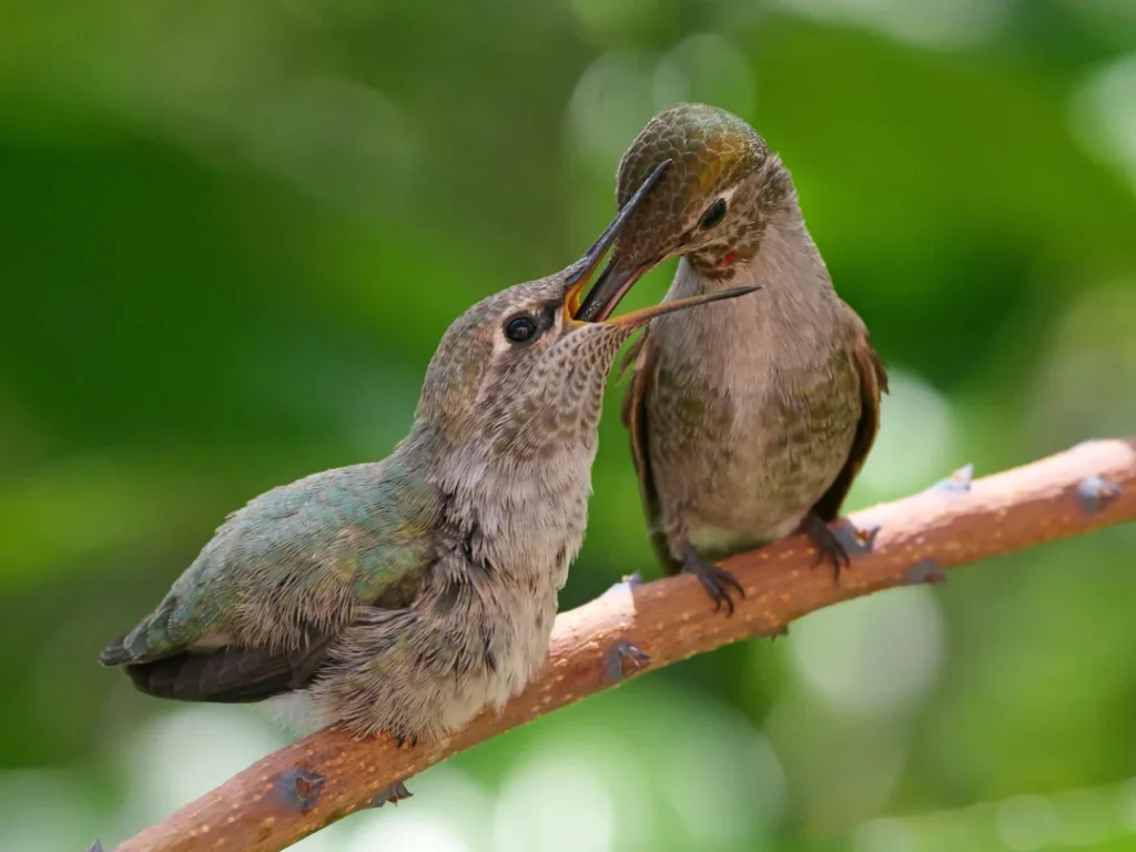 Hummingbirds Remember Food Locations