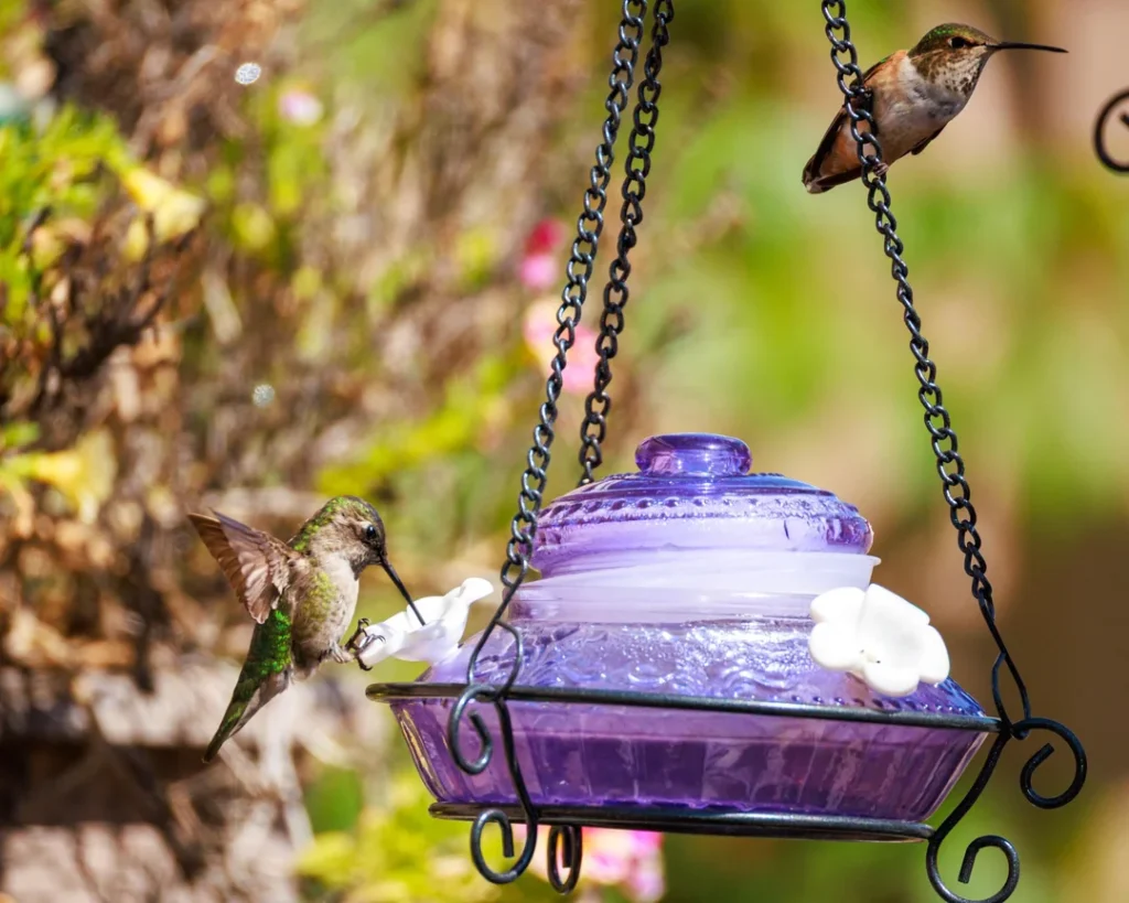 Hummingbirds Remember Good Food Sources