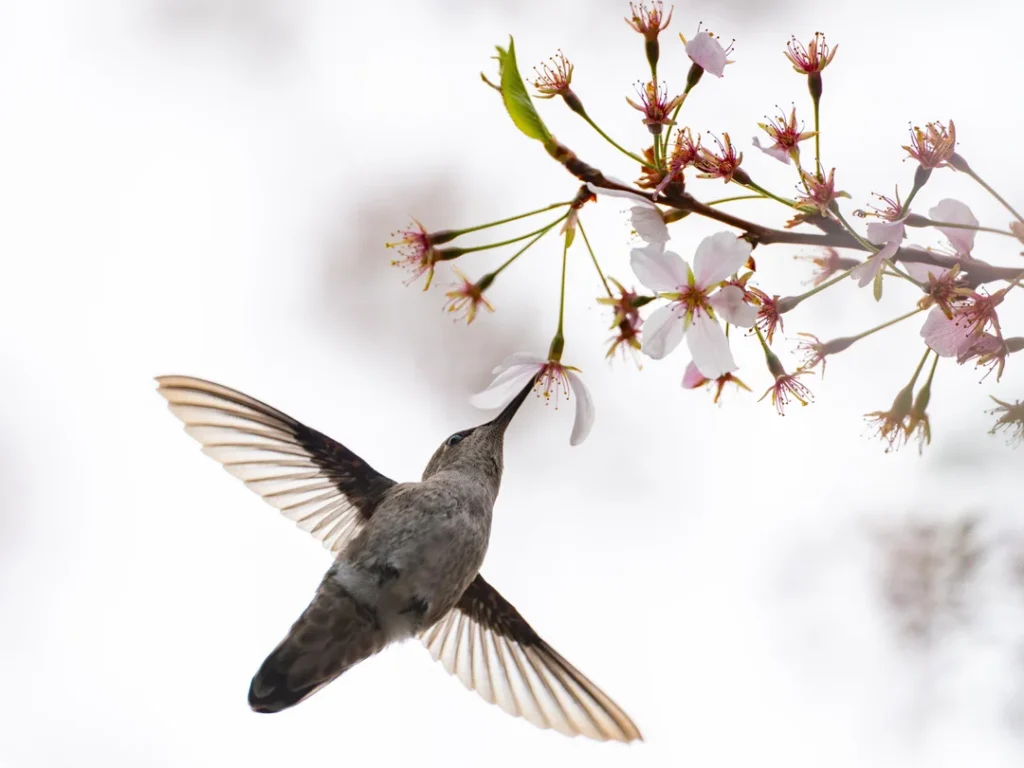 Important hummingbird facts