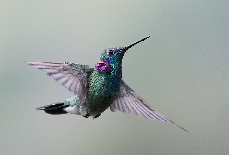 Important hummingbird facts