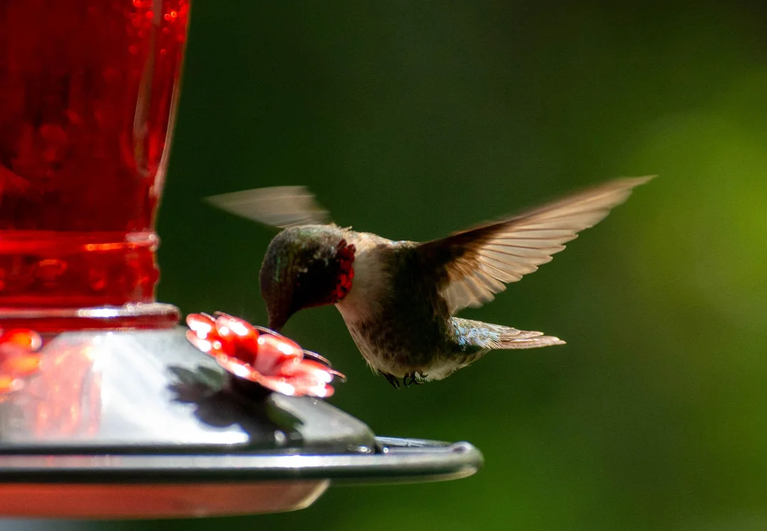 Mixture for Hummingbird Food |