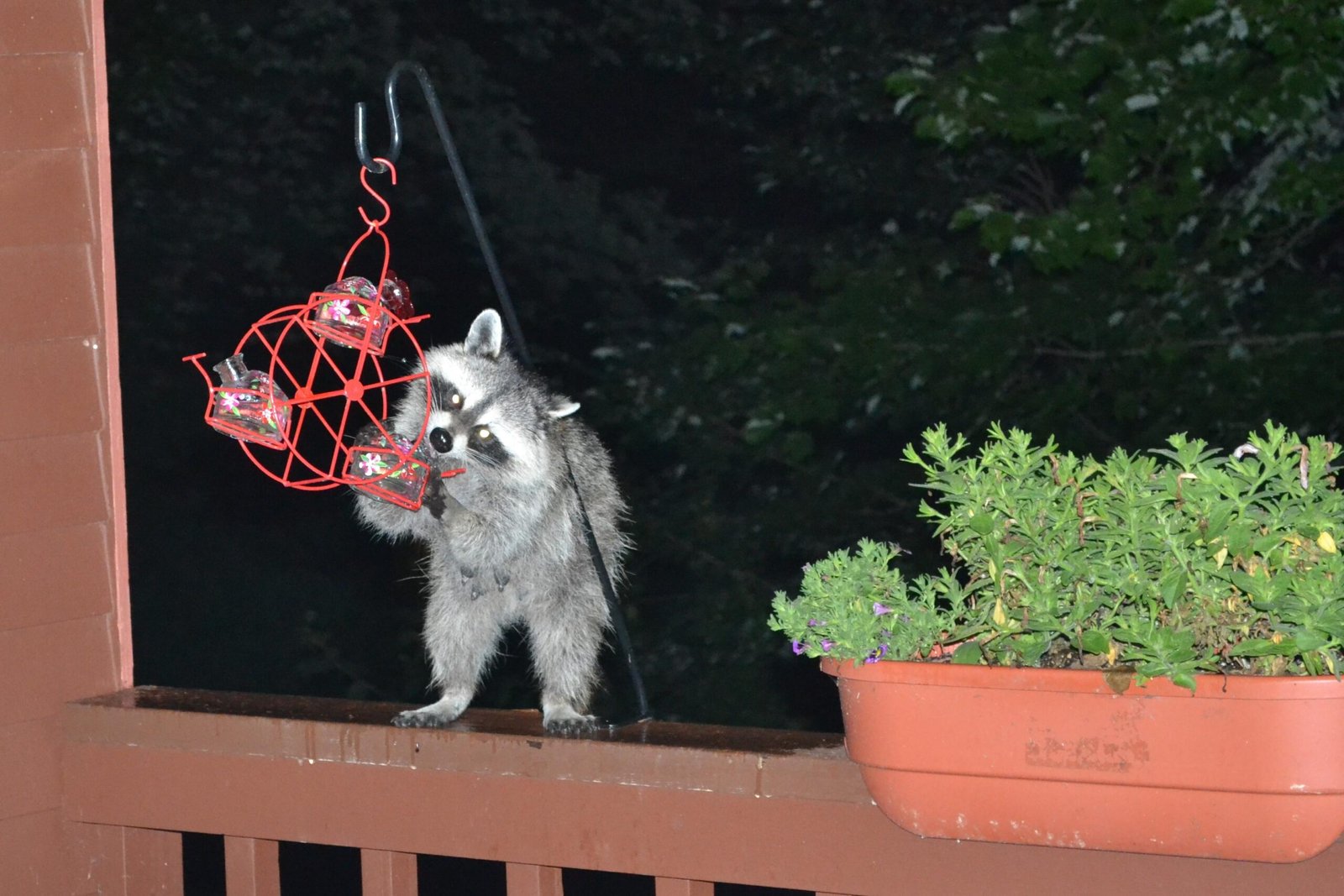 Raccoon Proof Hummingbird Feeder