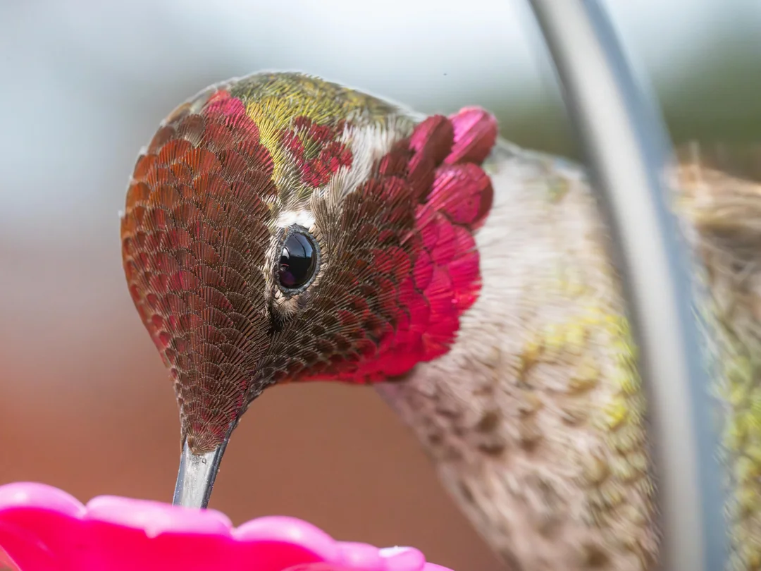 Sugar Syrup for Hummingbirds