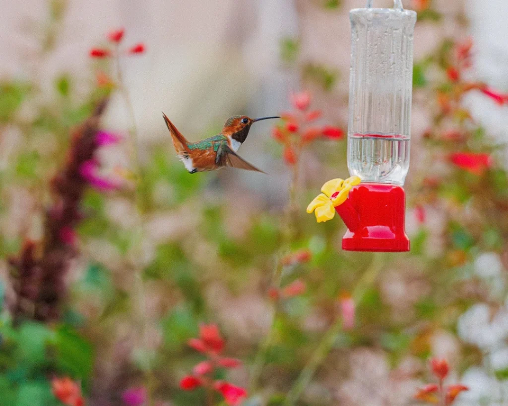 Tips from a Hummingbird Watcher