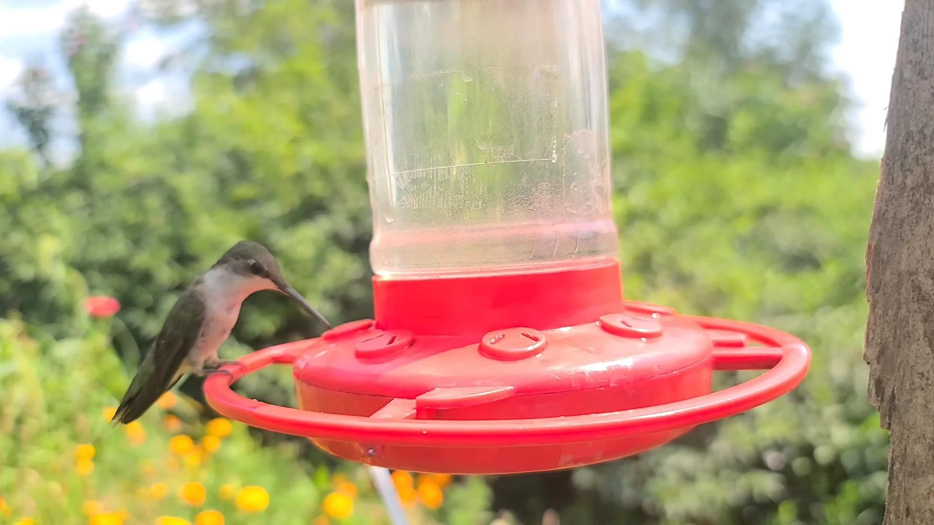 What Do You Put in Hummingbird Feeder