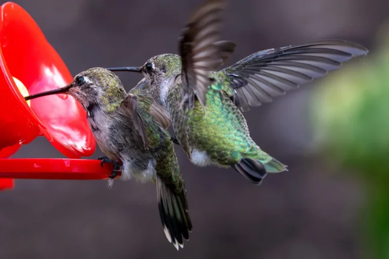What to Fill Hummingbird Feeders With