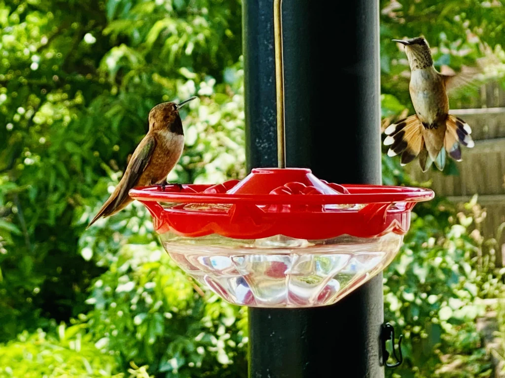 Tips From  Hummingbird Watcher