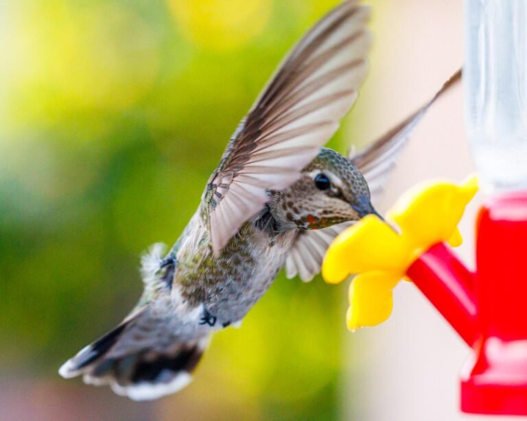 best hummingbird food