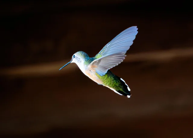 do hummingbirds know who feeds them