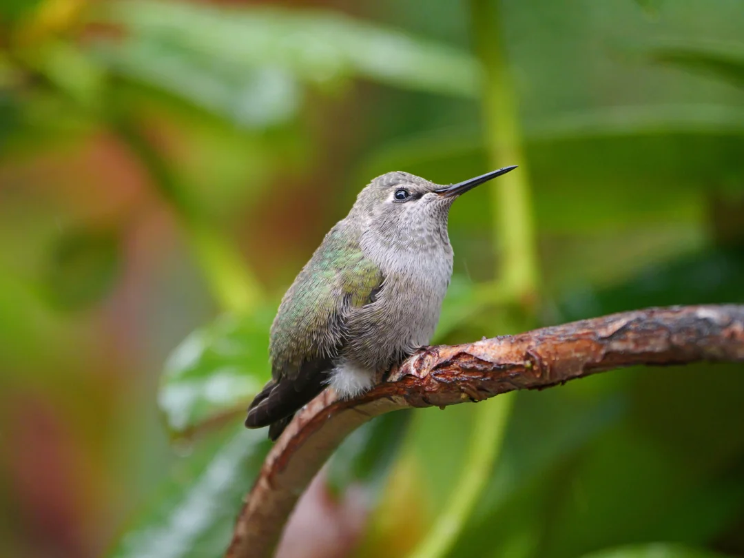 formula for hummingbird syrup